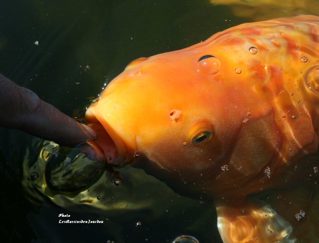 carpe koi reine du bassin de jardin