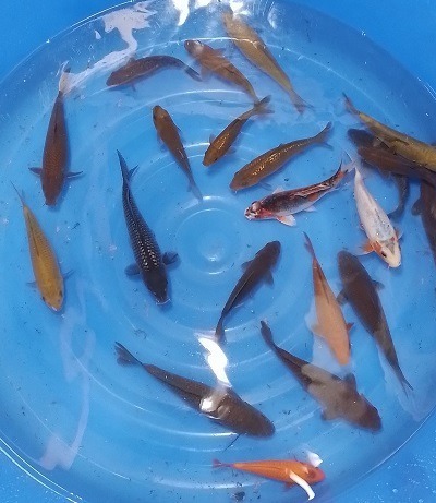 vente carpes Koi