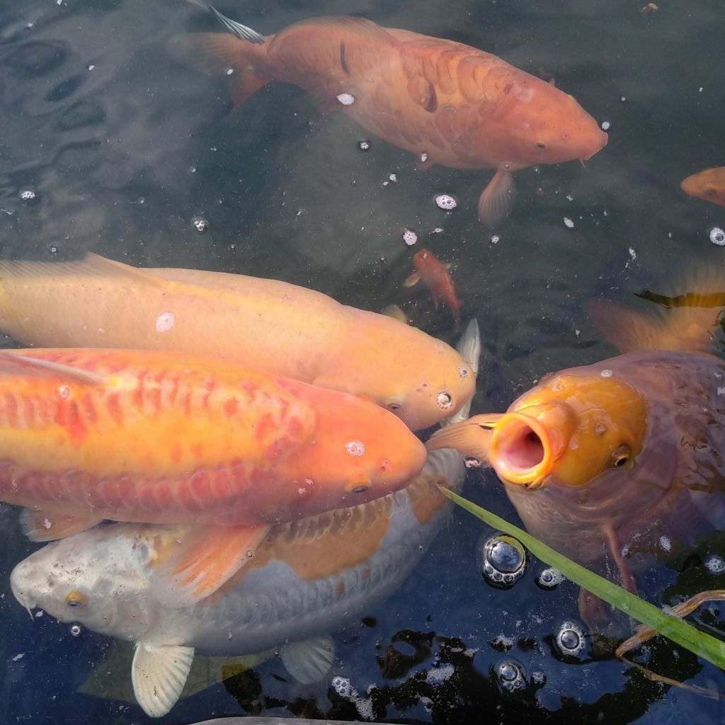 carpe koi reine du bassin
