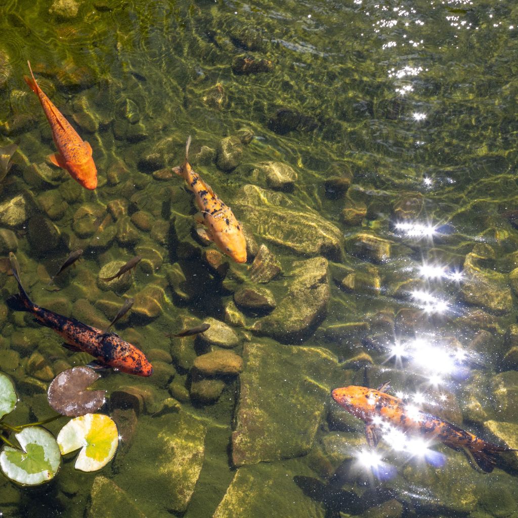 maintenir bassin sain en été
