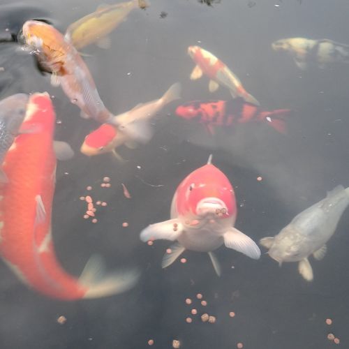 maintenir un bassin sain en été