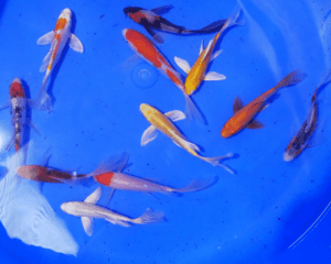 koi voile japon tosai mix