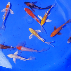 koi voile japon tosai mix