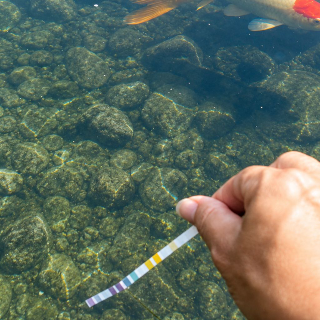 bandelettes test bassin