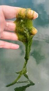 algues filamenteuses