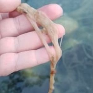 algues filamenteuses bassin
