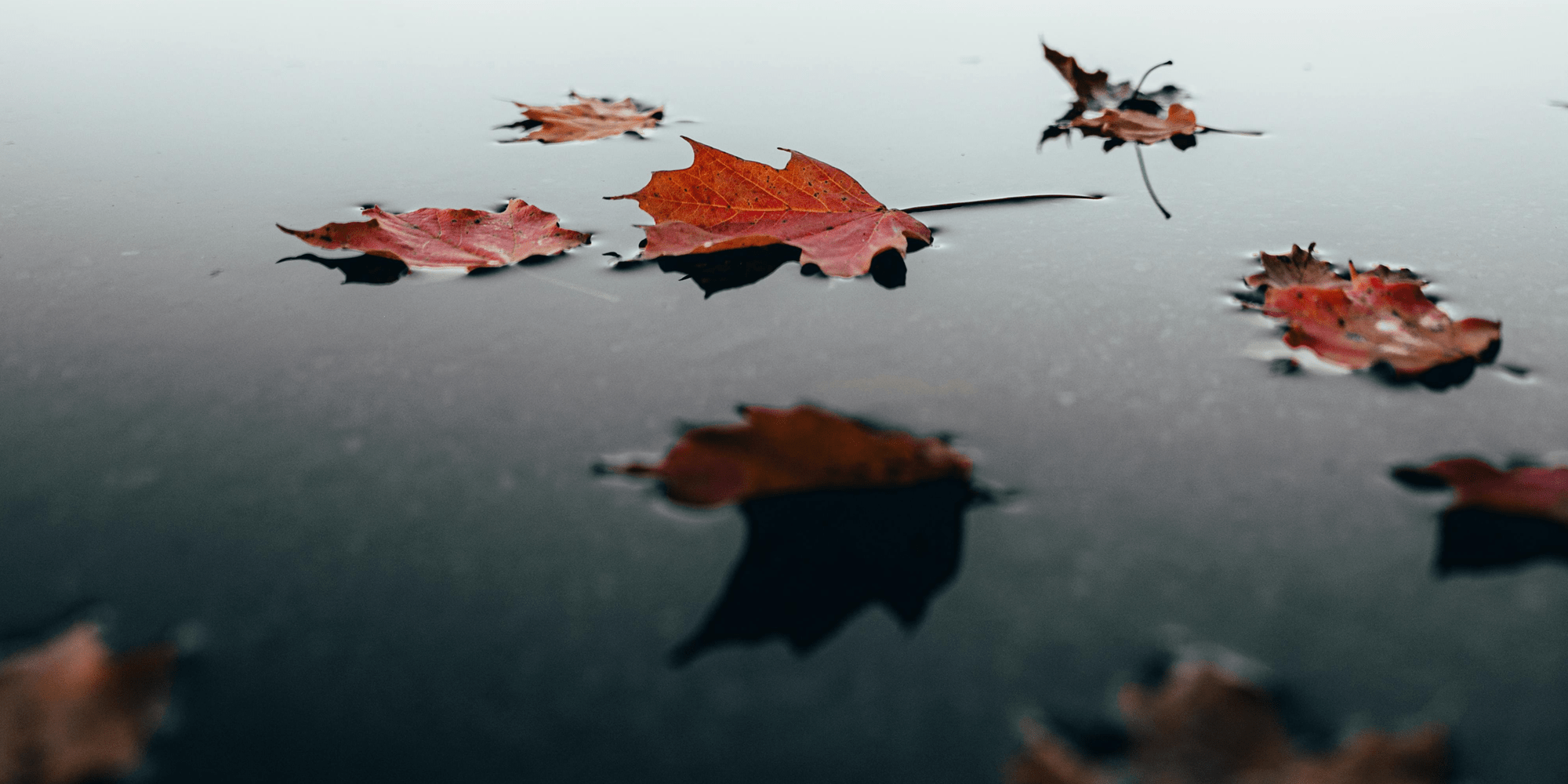 anticipez l hiver en préparant votre bassin à l'automne