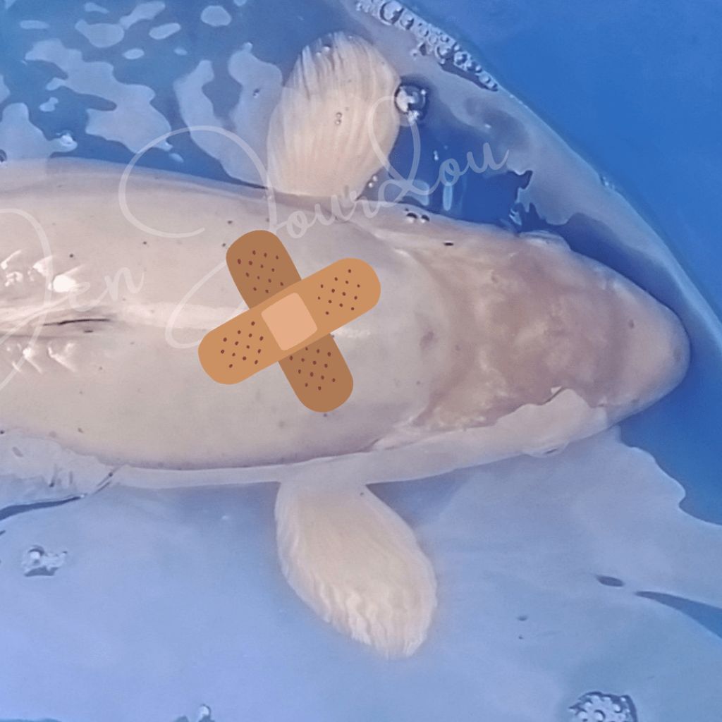 plaie et ulcère carpe koi