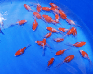 tamasaba 3 - 5 cm kaneko