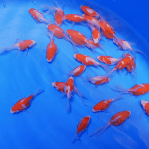 tamasaba 3 - 5 cm kaneko