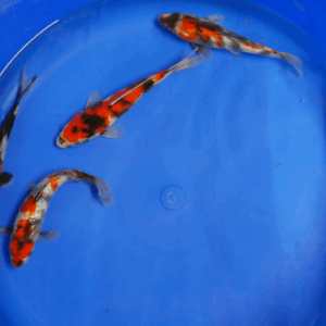 showa tosai yagenji