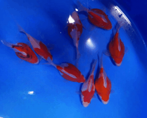 tamasaba 8 - 10 cm