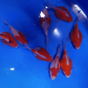 tamasaba 8 - 10 cm