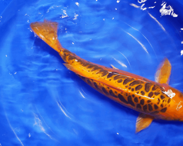 MIZUHO OGON- 60cm - 395€ – Image 2