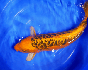 mizuho ogon