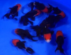 oranda tricolore