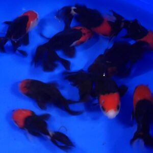 oranda tricolore