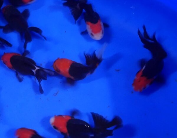 ORANDA Tricolore - 7/8 cm - à partir de 25€ – Image 2