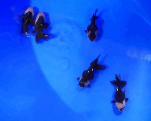 oranda panda