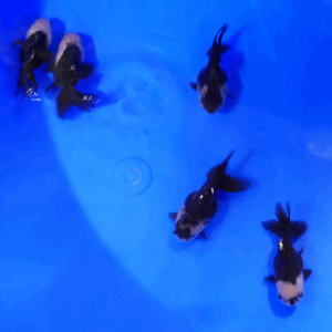 oranda panda