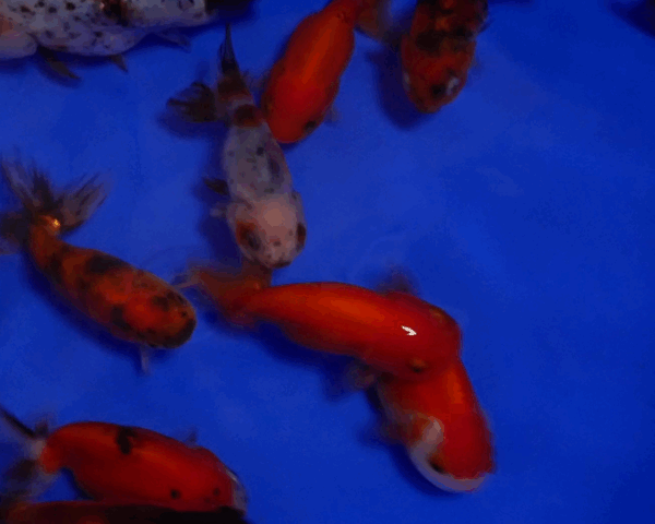 RANCHU Mix - à partir de 18.00€ – Image 2