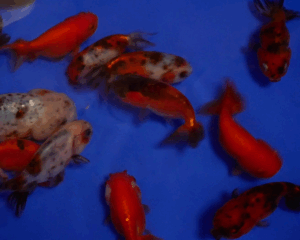 ranchu