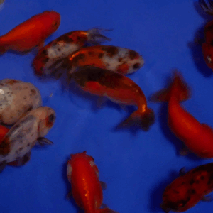 ranchu