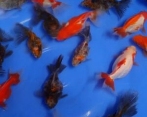 ryukin mix voile de chine