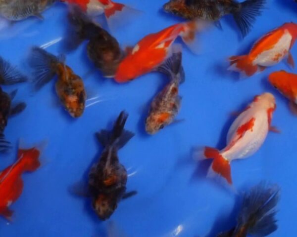 ryukin mix voile de chine