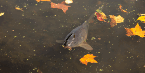 septembre au bassin : préparer l'automne