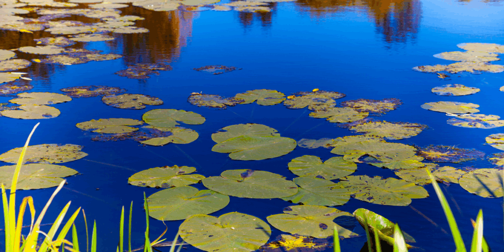 septembre au bassin : préparer l'automne