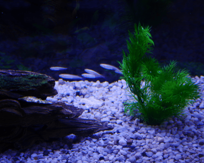 MEDAKA – Résistant et Facile à Maintenir - à partir de 6.00€ – Image 7