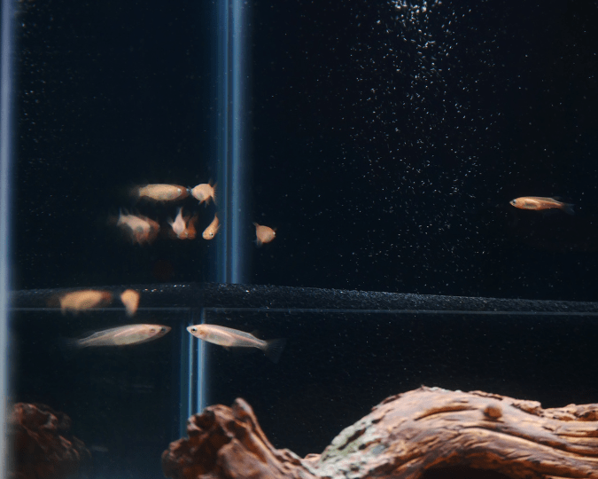 MEDAKA – Résistant et Facile à Maintenir - à partir de 6.00€ – Image 3