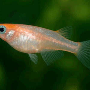 MEDAKA – Résistant et Facile à Maintenir - 4.50€