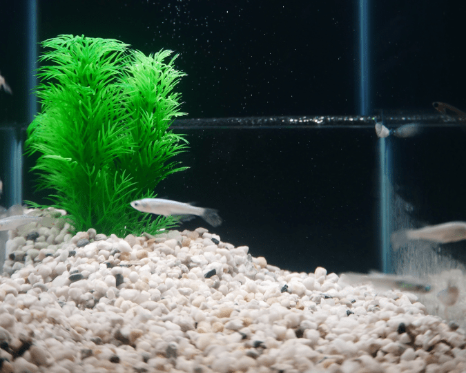 MEDAKA – Résistant et Facile à Maintenir - à partir de 6.00€ – Image 4