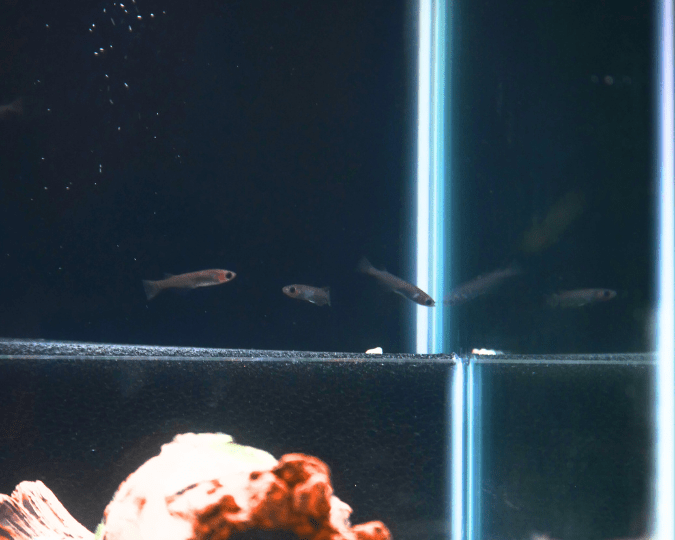 MEDAKA – Résistant et Facile à Maintenir - à partir de 6.00€ – Image 5