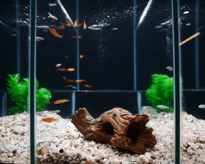 MEDAKA – Résistant et Facile à Maintenir - à partir de 6.00€ – Image 6