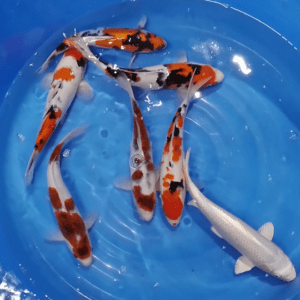 NISAI CROISSANCE JAPON