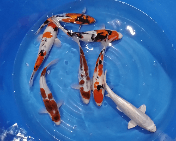 NISAI CROISSANCE JAPON