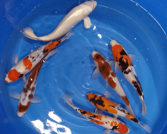 NISAI - Sélection Croissance Japon – Image 4