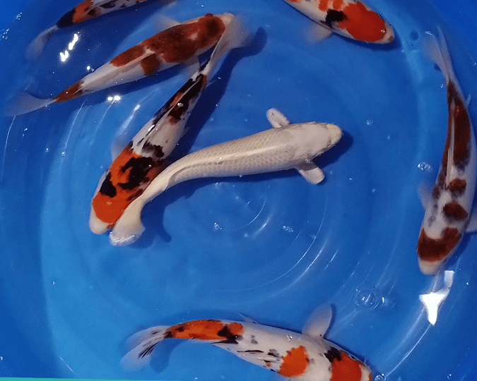 NISAI - Sélection Croissance Japon – Image 3