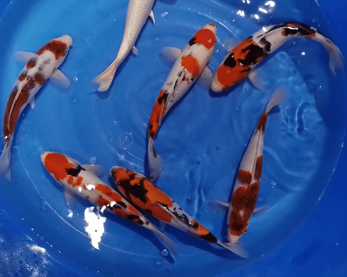 NISAI - Sélection Croissance Japon – Image 2