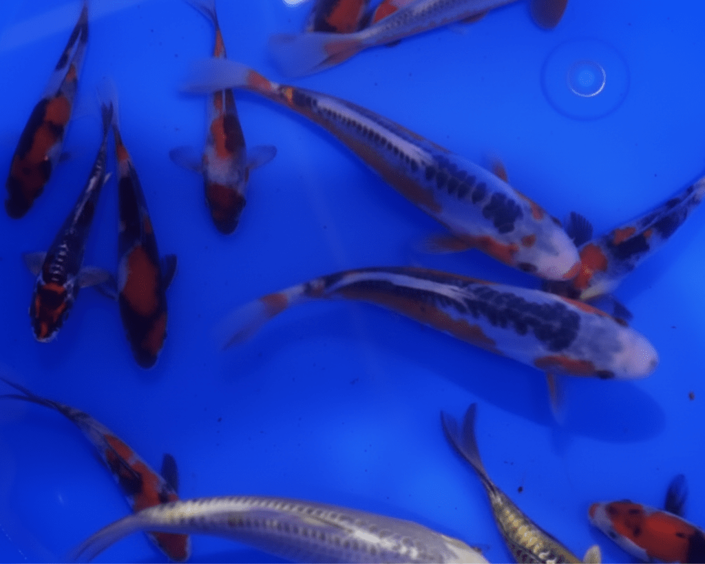 koi japon 10/18cm