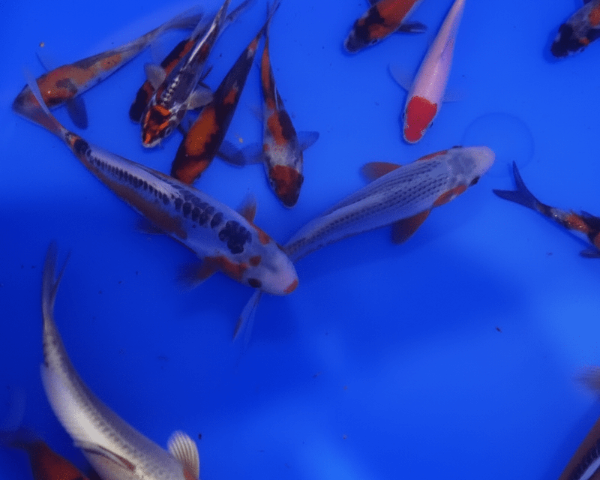 MIX JAPON - 10/18 cm - à partir de 19.00€ – Image 2