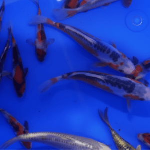 koi japon 10/18cm