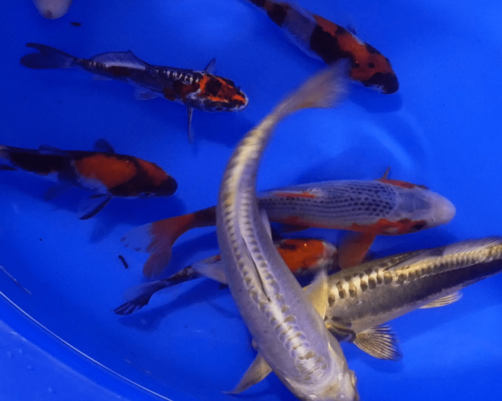 koi japon 10/18cm