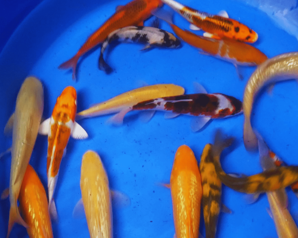 carpe koi japon tosai