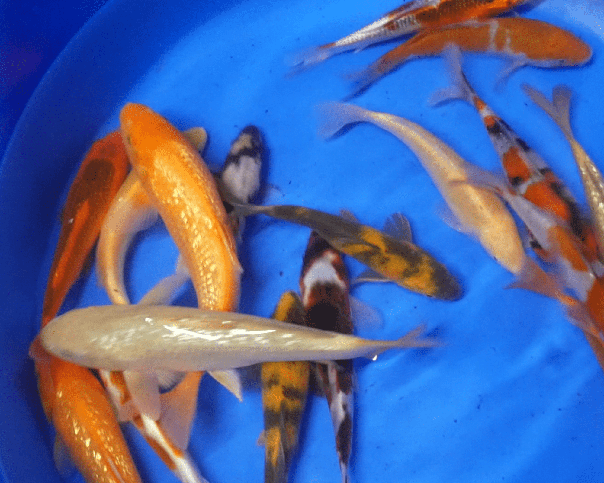 MIX JAPON - 15/27 cm - à partir de 36.00€ – Image 2