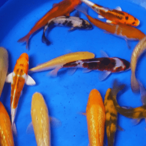 carpe koi japon tosai