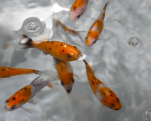 SHUBUNKIN - Poisson rouge éclatant - 8.00€